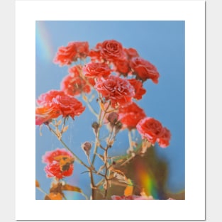 Aesthetic roses Flowers Posters and Art